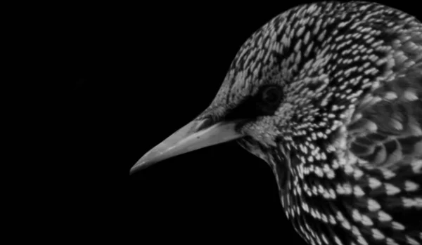 Gyönyörű Starling Madárfej Fehér Foltokkal — Stock Fotó