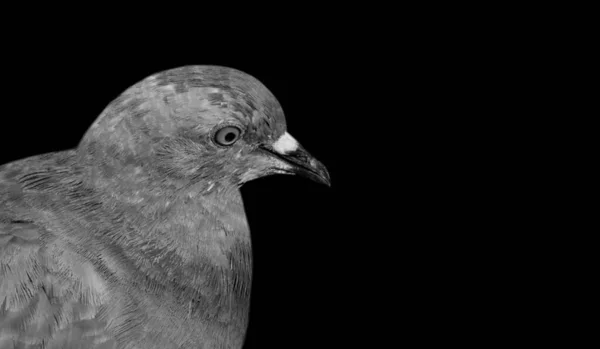 Gołąb Ptak Twarz Czarnym Tle — Zdjęcie stockowe