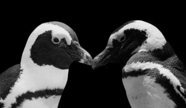 Dois Pinguins Beijando Fundo Preto Escuro — Fotografia de Stock