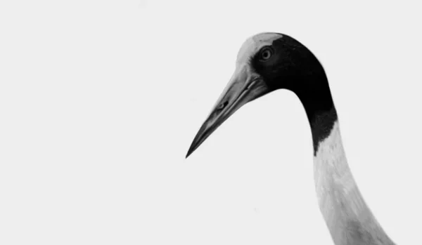 Pájaro Grúa Cuello Largo Aislado Sobre Fondo Blanco — Foto de Stock