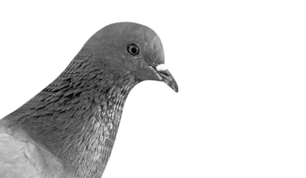 Beyaz Arkaplanda Güzel Güvercin — Stok fotoğraf