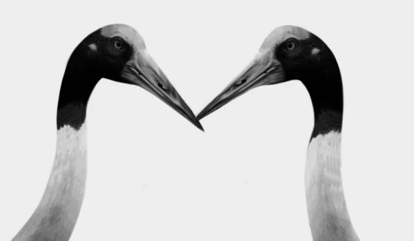 Két Fekete Fehér Sarus Crane Madárfej — Stock Fotó