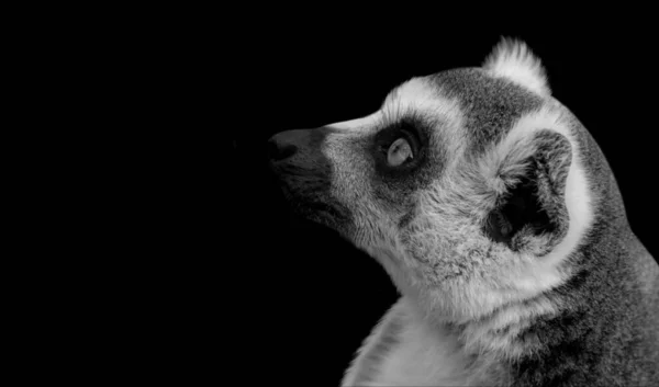 Cara Lémur Cola Anillada Fondo Oscuro —  Fotos de Stock