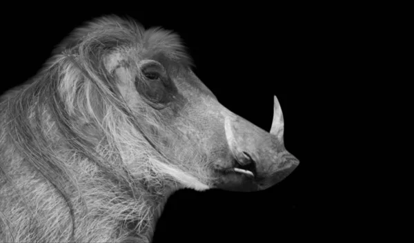 Velké Zuby Wild Warthog Closeup — Stock fotografie