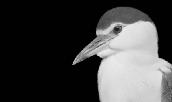 Black White Night Heron Oiseau Sur Fond Noir — Photo