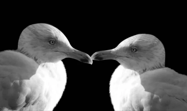 Twee Mooie Meeuw Vogel Zwarte Achtergrond — Stockfoto
