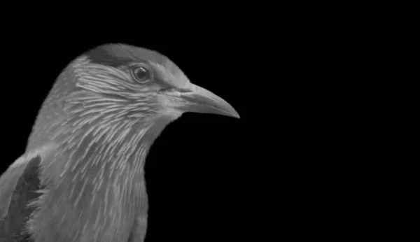 Roller Bird Nahaufnahme Gesicht Auf Dem Schwarzen Hintergrund — Stockfoto