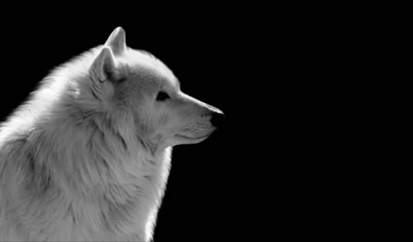 Krásná Bílá Vlk Closeup Černém Pozadí — Stock fotografie