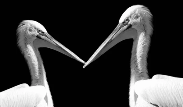 Dois Pássaros Pelicanos Australianos Brancos — Fotografia de Stock