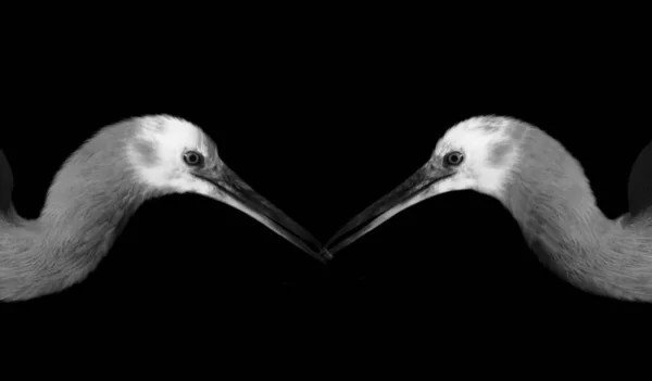 Deux Heron Bird Face Sur Fond Sombre — Photo