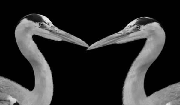 Две Пары Heron Birds Портрет Черном Фоне — стоковое фото