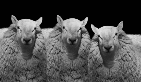 Drie Schattige Schapen Staande Donkere Zwarte Achtergrond Stockfoto