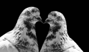Siyah arka planda siyah benekleri olan iki güzel beyaz güvercin.