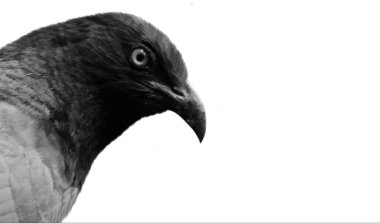 Daha Büyük Coucal Bird Face Beyaz Arkaplanda İzole Edildi