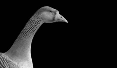 Karanlık Arkaplanda Uzun Boynlu Kaz Surat