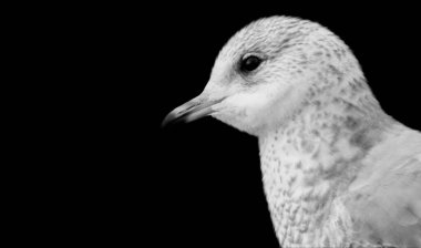 Karanlık Arkaplanda Beyaz Martı Surat