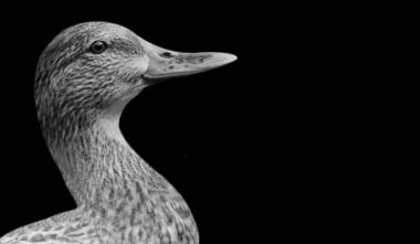 Kara Arkaplanda Güzel Mallard Duck Portresi