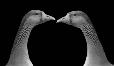 Siyah Arkaplanda İki Kaz Surat