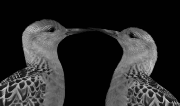 Couple Ruff Birds Kiss On The Black Background