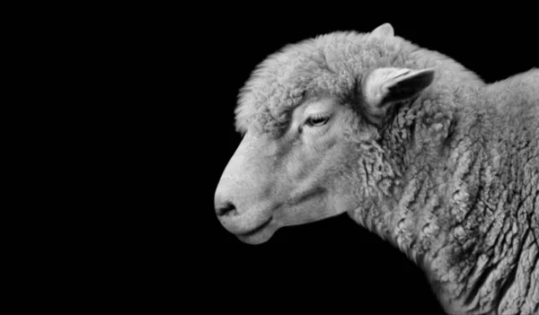 黒の背景にかわいい白い羊の頭 — ストック写真