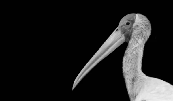 Happy Big Beak Stork Bird Portrait Black Foundation — стоковое фото