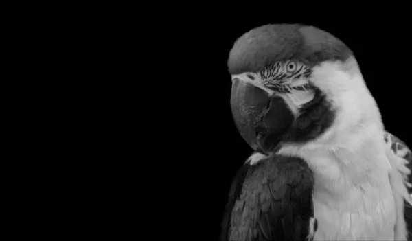 Loro Guacamayo Blanco Negro Primer Plano — Foto de Stock