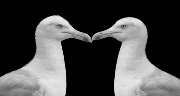 Duas Aves Marinhas Gaivota Fundo Preto — Fotografia de Stock