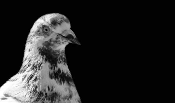 Beautiful White Pigeon Face Black Spots — Stock Photo, Image