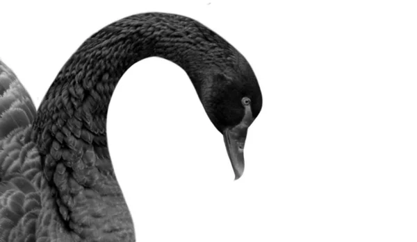 Black Swan Nahaufnahme Gesicht Auf Dem Weißen Hintergrund — Stockfoto