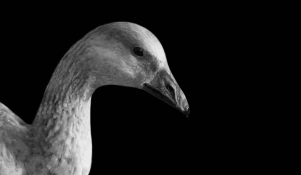 Portrait Tête Oie Sur Fond Noir Foncé — Photo