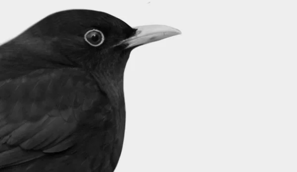Χαριτωμένο Μικρό Blackbird Απομονώνονται Λευκό Φόντο — Φωτογραφία Αρχείου