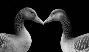 Siyah Arkaplanda Mutlu Kaz Portresi