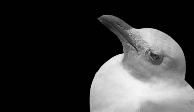 Siyah Arkaplanda Beyaz Martı Portresi