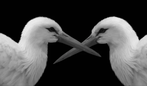 Big Beak White Stork Πουλιά Στο Μαύρο Φόντο — Φωτογραφία Αρχείου