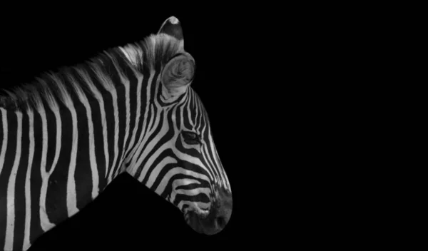 Beautiful Cute Zebra Face In The Black Background