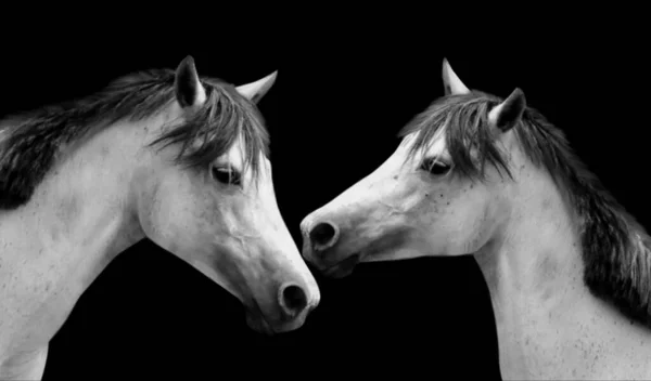 黒の背景に2つの美しい黒と白の馬のキス — ストック写真
