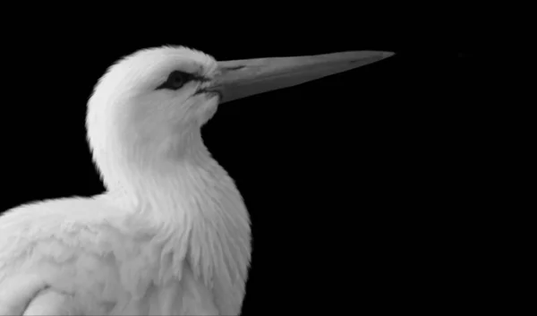 Cigogne Blanche Visage Gros Plan Sur Fond Noir — Photo