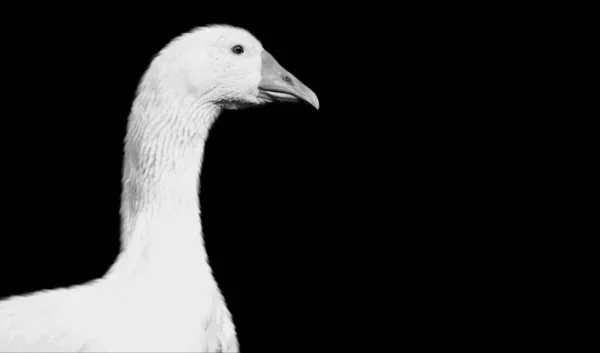 Siyah Arkaplanda Beyaz Kaz Kapalı Yüzü — Stok fotoğraf