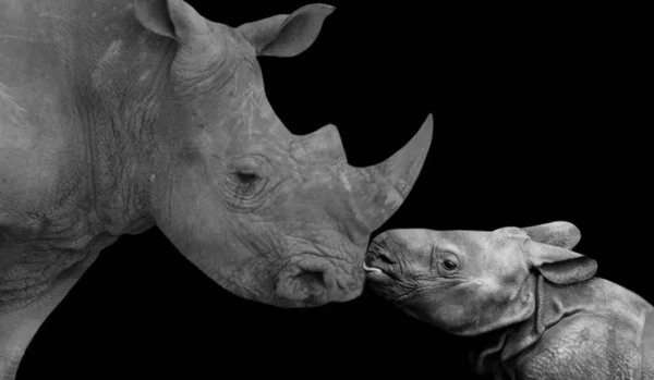 Madre Bambino Rinoceronte Insieme Nero Sfondo — Foto Stock
