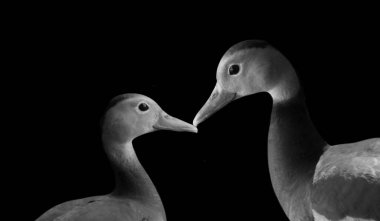 Güzel Siyah Göbekli Islık Çalan Ördek Kapanış Yüzü
