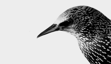 Beyaz arka planda Siyah ve Beyaz Sığırcık Kuş Surat