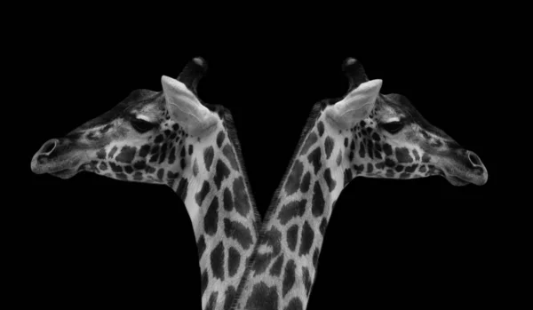 Bianco Nero Giraffa Faccia Entrambi Lato Nero Sfondo — Foto Stock