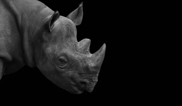 Rhinoceros Gezicht Met Twee Hoorns Zwarte Achtergrond — Stockfoto