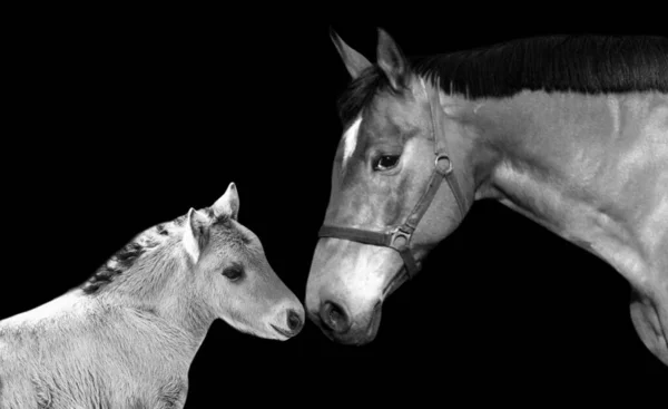 Mother Baby Horse Face Closeup — стоковое фото