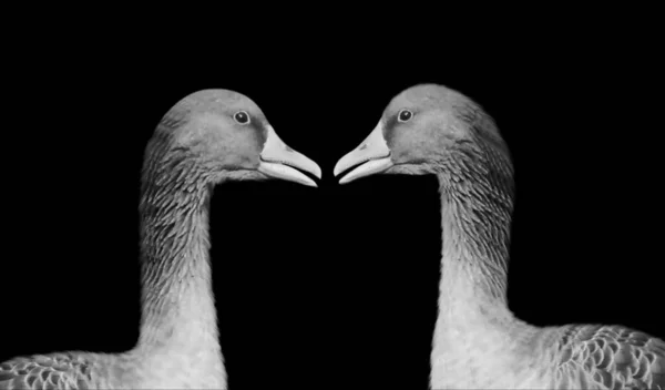 Długi Szyja Dwa Gęsi Ptak Czarnym Tle — Zdjęcie stockowe