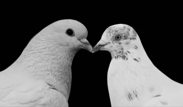 Retrato Cara Pombo Branco Fundo Preto — Fotografia de Stock