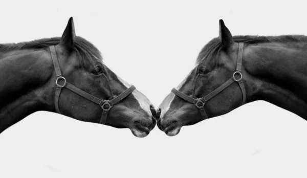 白い背景で2頭のカップルの馬のキス — ストック写真