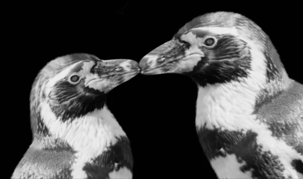 Пара Пингвинов Любовь Темном Фоне — стоковое фото