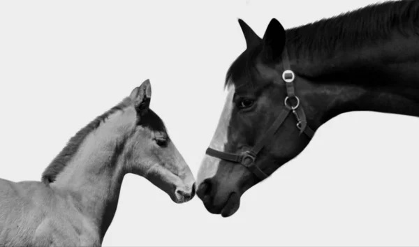 Mother Horse Caring Baby Black Zpět — Stock fotografie