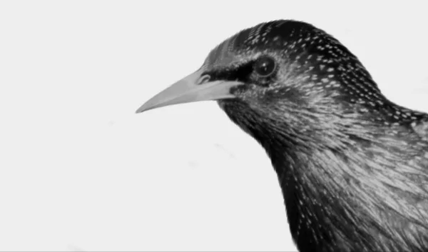 Starling Aves Primer Plano Cara Aislada Sobre Fondo Blanco —  Fotos de Stock